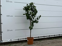 Citroenboom - citrus limon - hoogte ca. 150 cm - afbeelding 2 van  2