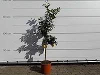 Citroenboom - citrus limon - hoogte ca. 160 cm - afbeelding 1 van  3
