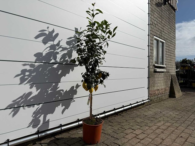Citroenboom - citrus limon - hoogte ca. 160 cm - afbeelding 2 van  3