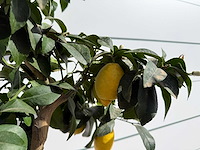 Citroenboom - citrus limon - hoogte ca. 160 cm - afbeelding 3 van  3