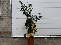 Citroenboom - citrus limon - hoogte ca. 160 cm - afbeelding 1 van  4