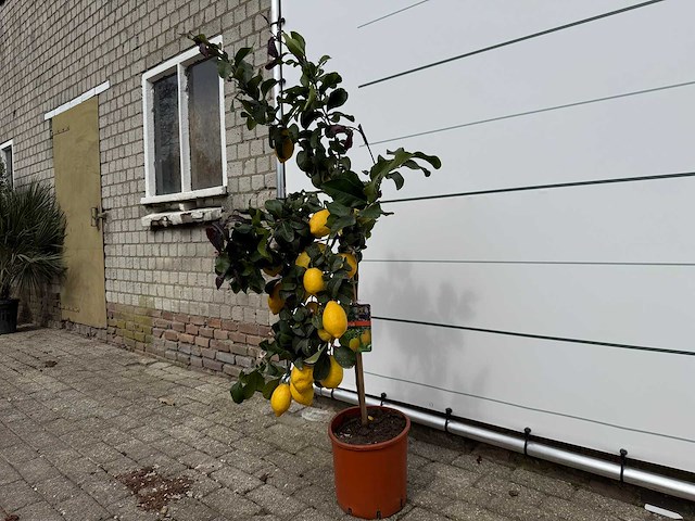 Citroenboom - citrus limon - hoogte ca. 160 cm - afbeelding 2 van  4