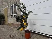 Citroenboom - citrus limon - hoogte ca. 160 cm - afbeelding 2 van  4