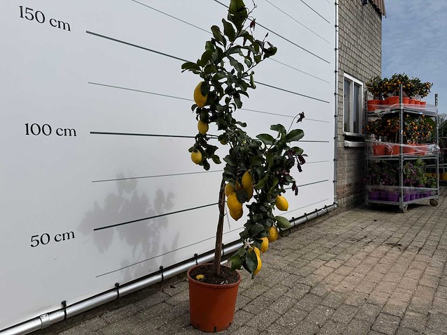 Citroenboom - citrus limon - hoogte ca. 160 cm - afbeelding 3 van  4