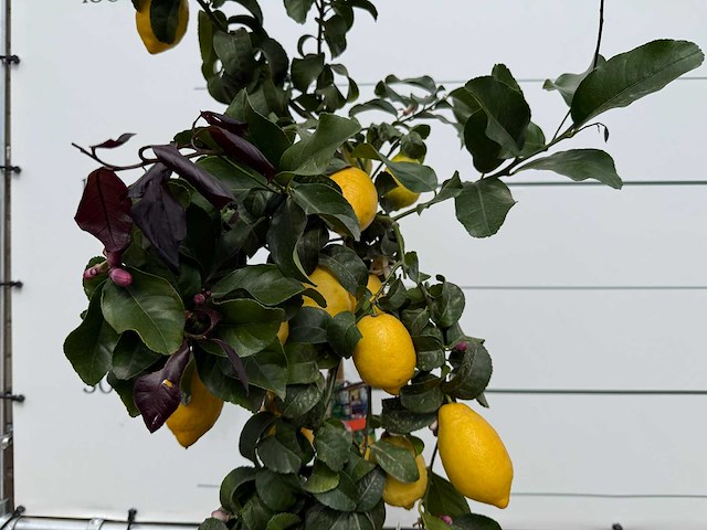 Citroenboom - citrus limon - hoogte ca. 160 cm - afbeelding 4 van  4