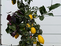 Citroenboom - citrus limon - hoogte ca. 160 cm - afbeelding 4 van  4