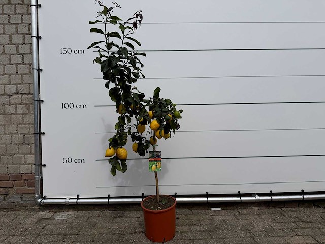 Citroenboom - citrus limon - hoogte ca. 160 cm - afbeelding 1 van  4