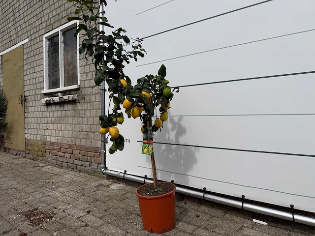 Citroenboom - citrus limon - hoogte ca. 160 cm - afbeelding 2 van  4