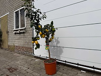 Citroenboom - citrus limon - hoogte ca. 160 cm - afbeelding 2 van  4