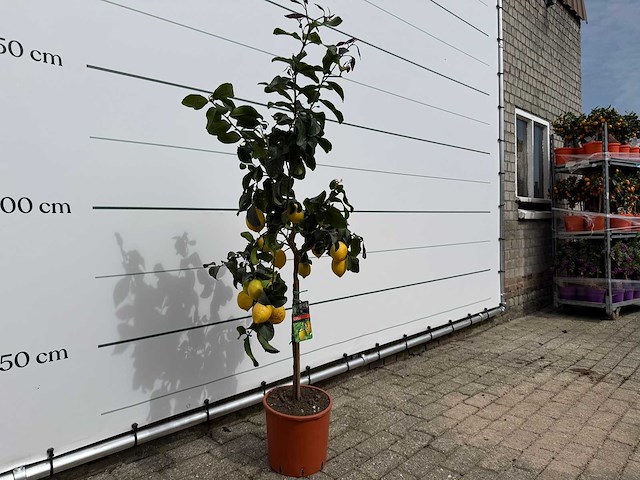 Citroenboom - citrus limon - hoogte ca. 160 cm - afbeelding 3 van  4