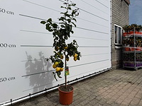 Citroenboom - citrus limon - hoogte ca. 160 cm - afbeelding 3 van  4