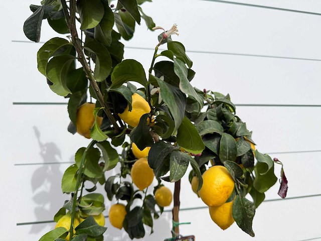 Citroenboom - citrus limon - hoogte ca. 160 cm - afbeelding 4 van  4