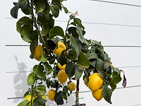 Citroenboom - citrus limon - hoogte ca. 160 cm - afbeelding 4 van  4