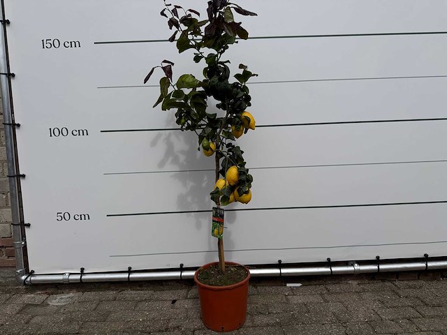 Citroenboom - citrus limon - hoogte ca. 160 cm - afbeelding 1 van  5
