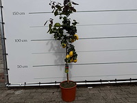 Citroenboom - citrus limon - hoogte ca. 160 cm - afbeelding 1 van  5