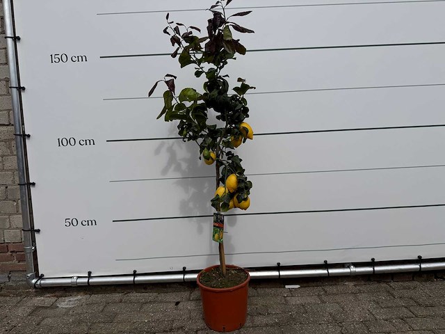 Citroenboom - citrus limon - hoogte ca. 160 cm - afbeelding 2 van  5