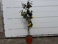 Citroenboom - citrus limon - hoogte ca. 160 cm - afbeelding 2 van  5