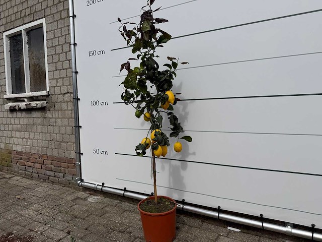 Citroenboom - citrus limon - hoogte ca. 160 cm - afbeelding 3 van  5
