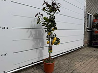 Citroenboom - citrus limon - hoogte ca. 160 cm - afbeelding 4 van  5