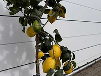 Citroenboom - citrus limon - hoogte ca. 160 cm - afbeelding 5 van  5