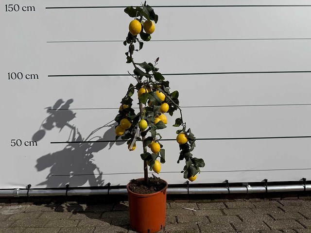 Citroenboom - citrus limon - hoogte ca. 160 cm - afbeelding 1 van  4