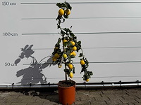 Citroenboom - citrus limon - hoogte ca. 160 cm - afbeelding 1 van  4