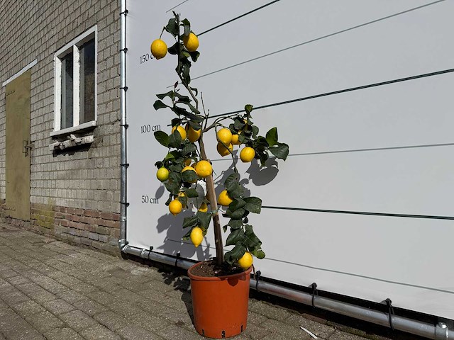 Citroenboom - citrus limon - hoogte ca. 160 cm - afbeelding 2 van  4