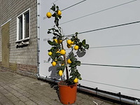 Citroenboom - citrus limon - hoogte ca. 160 cm - afbeelding 2 van  4