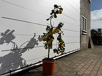 Citroenboom - citrus limon - hoogte ca. 160 cm - afbeelding 3 van  4
