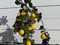 Citroenboom - citrus limon - hoogte ca. 160 cm - afbeelding 4 van  4