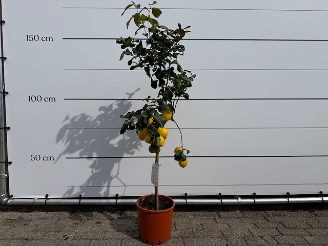 Citroenboom - citrus limon - hoogte ca. 160 cm - afbeelding 1 van  3