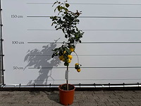 Citroenboom - citrus limon - hoogte ca. 160 cm - afbeelding 1 van  3
