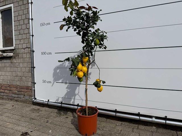 Citroenboom - citrus limon - hoogte ca. 160 cm - afbeelding 2 van  3