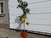 Citroenboom - citrus limon - hoogte ca. 160 cm - afbeelding 2 van  3