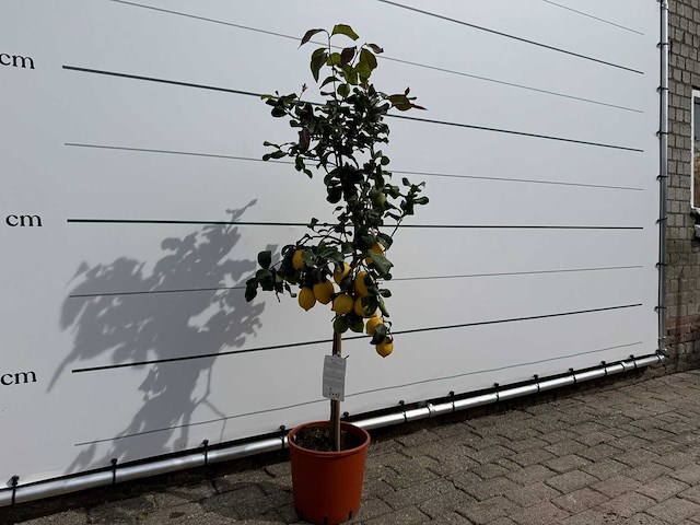 Citroenboom - citrus limon - hoogte ca. 160 cm - afbeelding 3 van  3