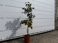 Citroenboom - citrus limon - hoogte ca. 160 cm - afbeelding 3 van  3