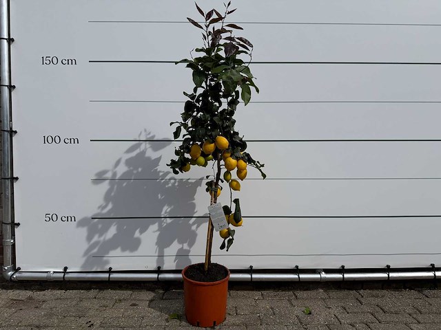 Citroenboom - citrus limon - hoogte ca. 160 cm - afbeelding 1 van  3