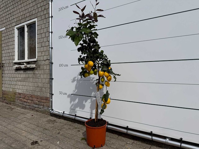 Citroenboom - citrus limon - hoogte ca. 160 cm - afbeelding 2 van  3
