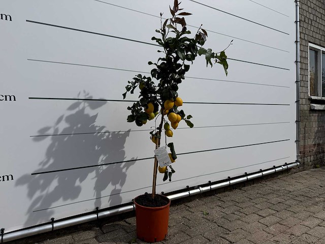 Citroenboom - citrus limon - hoogte ca. 160 cm - afbeelding 3 van  3