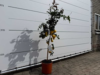 Citroenboom - citrus limon - hoogte ca. 160 cm - afbeelding 3 van  3