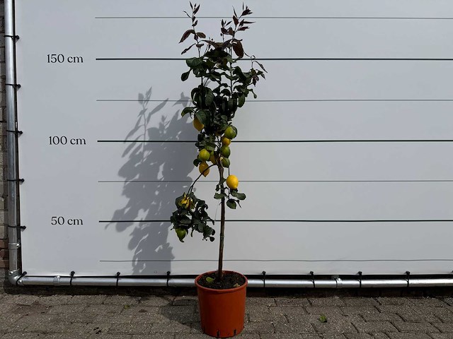 Citroenboom - citrus limon - hoogte ca. 160 cm - afbeelding 1 van  3