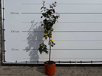 Citroenboom - citrus limon - hoogte ca. 160 cm - afbeelding 1 van  3