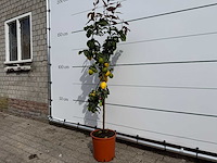 Citroenboom - citrus limon - hoogte ca. 160 cm - afbeelding 2 van  3