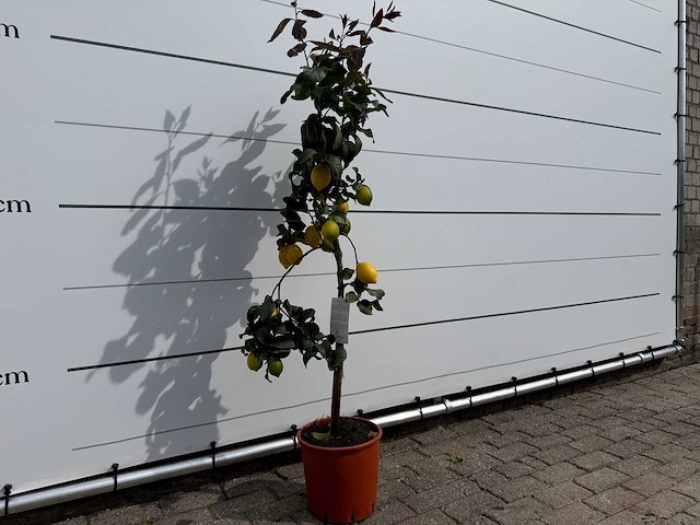 Citroenboom - citrus limon - hoogte ca. 160 cm - afbeelding 3 van  3