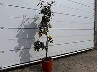 Citroenboom - citrus limon - hoogte ca. 160 cm - afbeelding 3 van  3