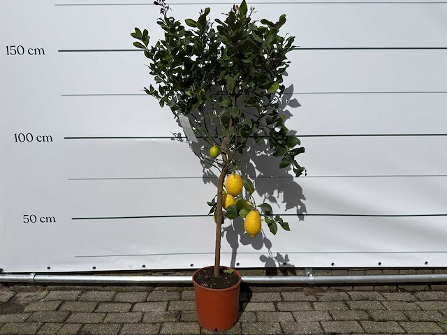 Citroenboom - citrus limon - hoogte ca. 160 cm - afbeelding 1 van  3