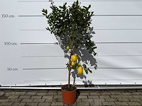 Citroenboom - citrus limon - hoogte ca. 160 cm - afbeelding 1 van  3