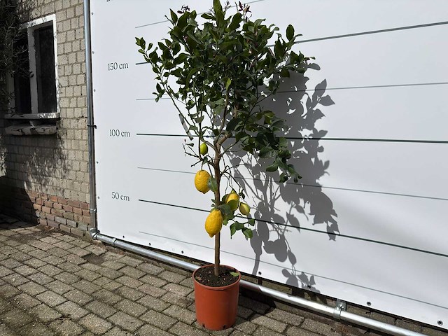Citroenboom - citrus limon - hoogte ca. 160 cm - afbeelding 2 van  3