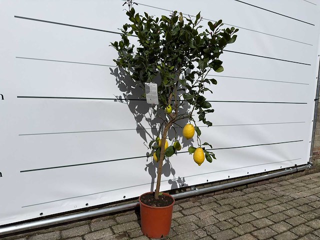 Citroenboom - citrus limon - hoogte ca. 160 cm - afbeelding 3 van  3
