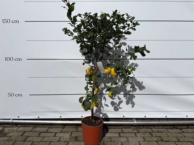 Citroenboom - citrus limon - hoogte ca. 160 cm - afbeelding 1 van  2